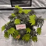 Pai Mei