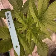 Lemon Tree x Banana Krumble