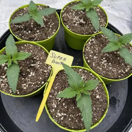 Strain of the year 24