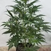 Cherish the Cherry Cola