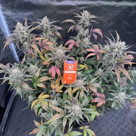 🥈 Strongest auto 25