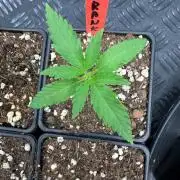 🍓🍪 x 🍋🍒
