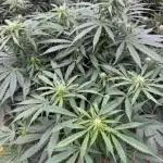 In a Galaxy far…🛸