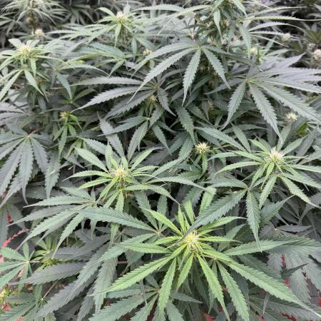 In a Galaxy far…🛸