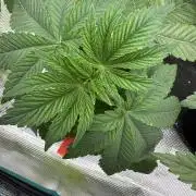 Acai x Black Cherry Funk