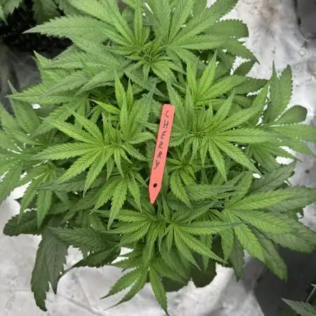 Cherry Poppers 🔞