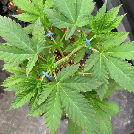 La Bomba x Cherry Crush