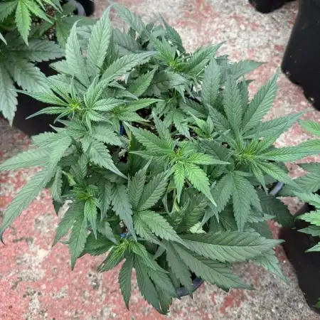 Strawberry Jungle
