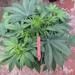 In a Galaxy far…🛸