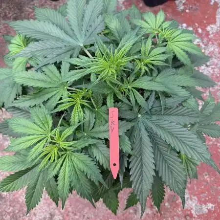 In a Galaxy far…🛸