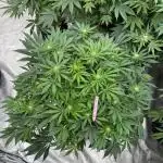 Strain of the Year 23