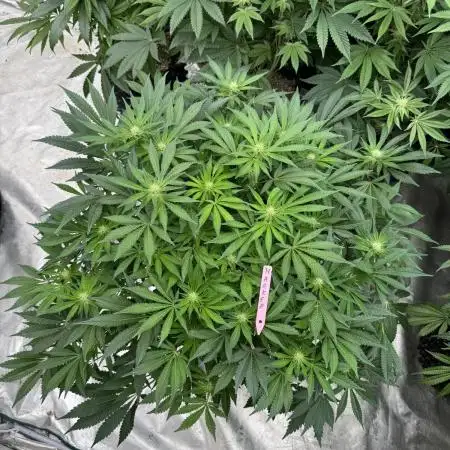 Strain of the Year 23