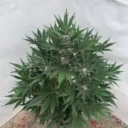 Cherish the Cherry Cola