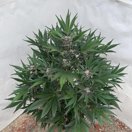 Cherish the Cherry Cola