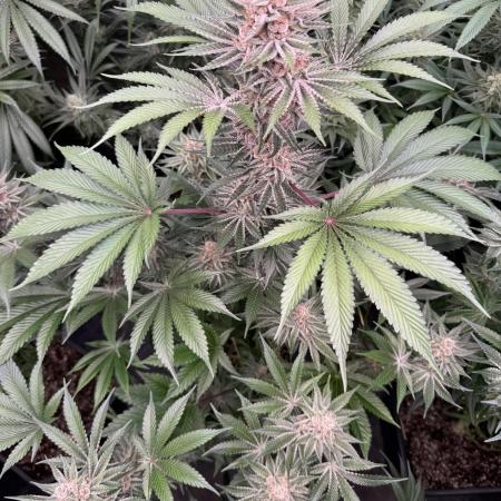 Strain of the year 24