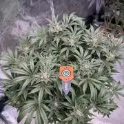 Citrus Slurpee 🍊🥤