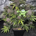 Gorilla Punch