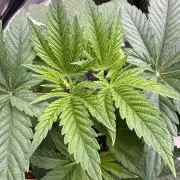 Golden sands 🏜️