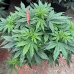 In a Galaxy far…🛸