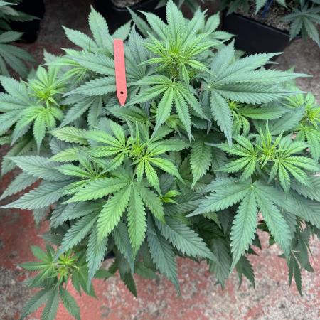 In a Galaxy far…🛸