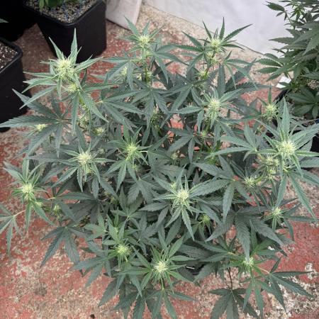 🥈 Strongest auto 25