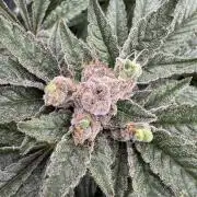 Citrus Slurpee 🍊🥤