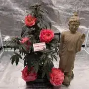 直幹 Chokkan 🌲