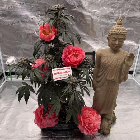 直幹 Chokkan 🌲