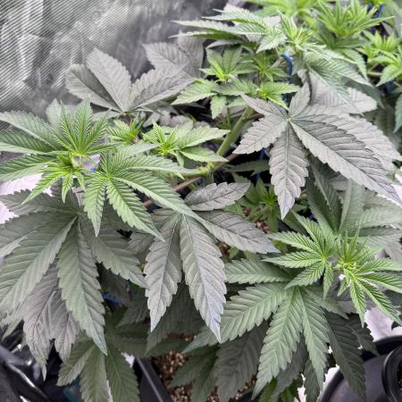 Lemon Tree x Banana Krumble