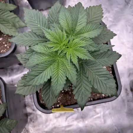 Strain of the year 24