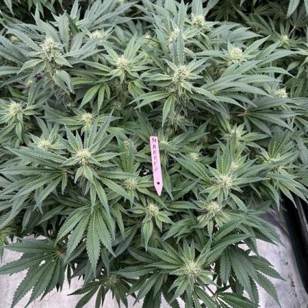 Strain of the Year 23