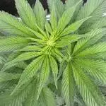 Strain of the year 24