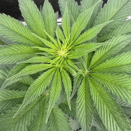 Strain of the year 24