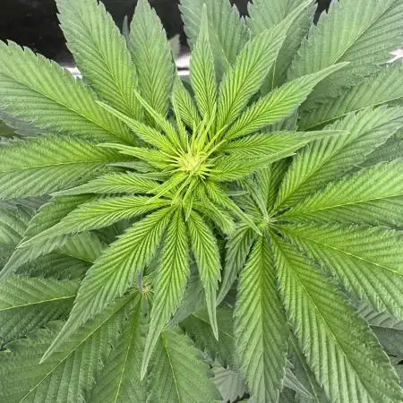 Strain of the year 24