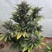 Bottle Bottoms ♻️