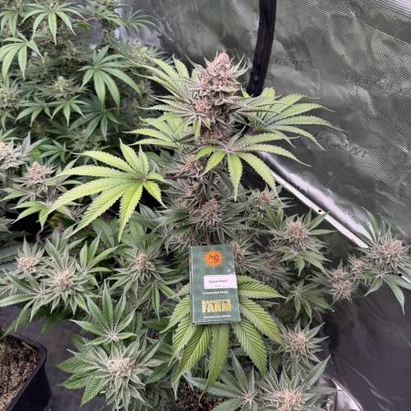 Strain of the year 24