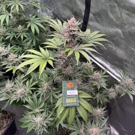 Strain of the year 24