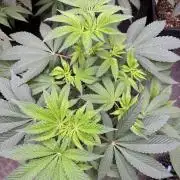 Acai x Black Cherry Funk