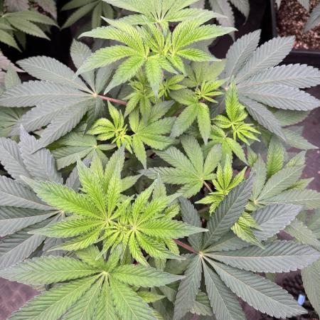 Acai x Black Cherry Funk