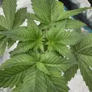 Tropical duo 🏝️