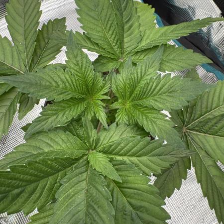 Tropical duo 🏝️