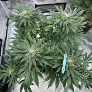 Tropical duo 🏝️