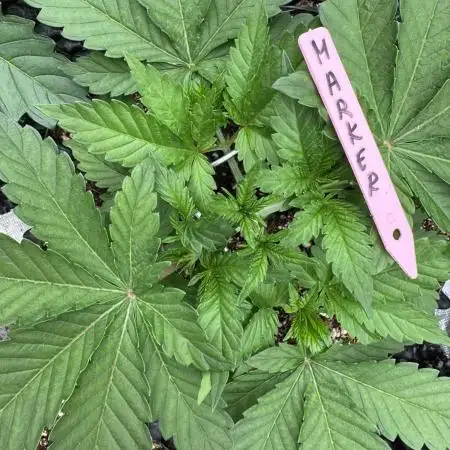 Strain of the Year 23