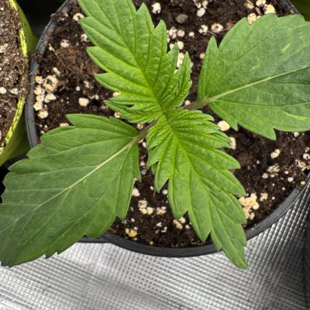 Old School 😶‍🌫️