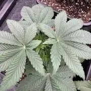 Acai x Black Cherry Funk