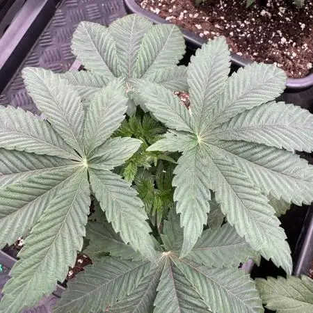 Acai x Black Cherry Funk