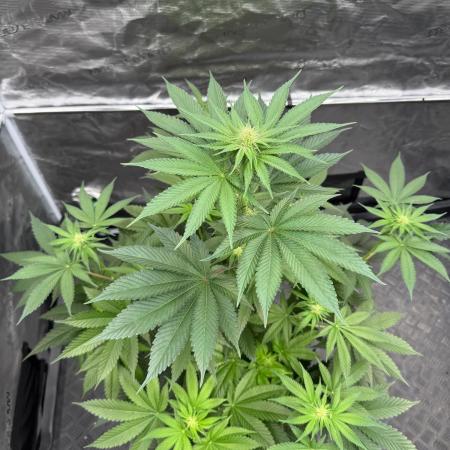 Strain of the year 24