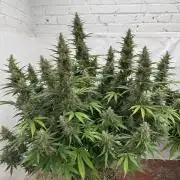 In a Galaxy far…🛸