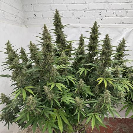 In a Galaxy far…🛸