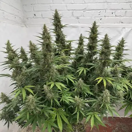 In a Galaxy far…🛸